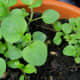 Oregano seedlings, slowly growing in my balcony garden.