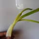 Scallion