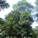 Breadfruit trees