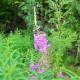 when-your-jelly-fails-to-gel-featuring-fireweed