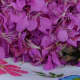My little buddy in a fireweed pollen induced stupor!