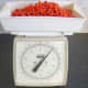 Weighing rowan berries