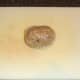 Haggis wrapped duck egg is shaped