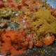 Add the masala powders.