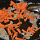 Step three: Add chopped carrots. Cook till soft, yet crunchy.