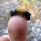 minnesota-musing-eating-weeds-are-there-advantages