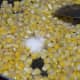Step five: By now, sweet corn should be soft and dry, yet still crunchy. Add lemon juice and remaining salt. Mix well.