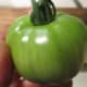 select green tomato
