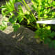 2. Follow stem down to the base