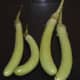 Long green eggplants or brinjal