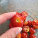 I slice my cherry tomatoes right through the center, where the stem attaches.