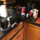 A cat joins me in the kitchen, to consume his own dinner.