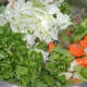 Add all of the chopped veggies and chopped coriander leaves. Throw in some salt and sauté for 2–3 minutes.