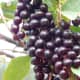 Chokecherry