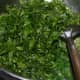 Step four: Throw in chopped fenugreek leaves. Saute on a medium-high heat for about 4-5 minutes or until the fenugreek leaves completely wilt and get cooked.