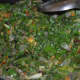 The spinach should become soft.