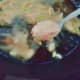 Step 2: Fry pakoras in the hot oil