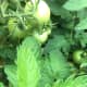 green-tomato-chutney