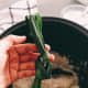 Pandan leaves are used to make fragrant coconut rice. 