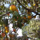 Peaches ready for picking.