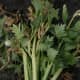 Celeriac