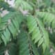 Curry leaf