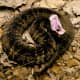 venomous-snakes-of-north-america