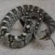 Blacktail Rattlesnake