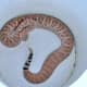 Mojave Rattlesnake