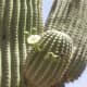 Delicate white flowers on the arm of a giant saguaro cactus
