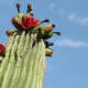 Dark Red fruit atop a giant Saguaro Cactus 