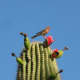 Saguaro Cacti attract birds and bugs which enjoy dining on its sweet fruit.