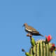 Dove enjoys view after eating some of the red fruit on a Saguaro Cactus