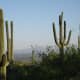 Saguaro cacti in the desert of Southern Arizona