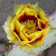 close-up of a bloom on a prickly pear cactus