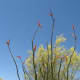 Yellow flowers of a Paloverde tree in bloom serve as a backdrop for the thin stalks of an ocotillo with its red flowers.
