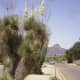 Spanish Bayonet in bloom with Tucson's Tortolita Mountains in the distance.