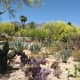 Purple Prickly Pear and other cacti in foreground with yellow blooming Paloverde trees in background.