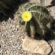 Yellow flower blooming on a Star Cactus