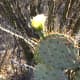 Close up photo of flower on leaf of a prickly pear cactus.
