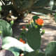 Orange flowers on a variety of prickly pear cactus