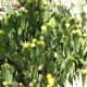 Another variety of Prickly Pear Cactus in bloom
