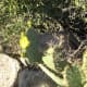 Prickly Pear Cactus in bloom.