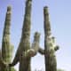 Giant Saguaro Cacti in Tucson, Arizona