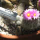 Purple flowers on a little Thelocactus Cactus