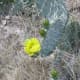 Leaf and bloom on a prickly pear cactus.