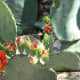 Flower and buds on a variety of prickly pear cactus