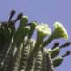 Flowers and buds cover the tip of this Saguaro Cactus.