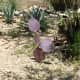 A purple prickly pear cactus in bloom.