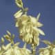 Close-up of the bell shaped flowers on a Spanish Bayonet succulent plant